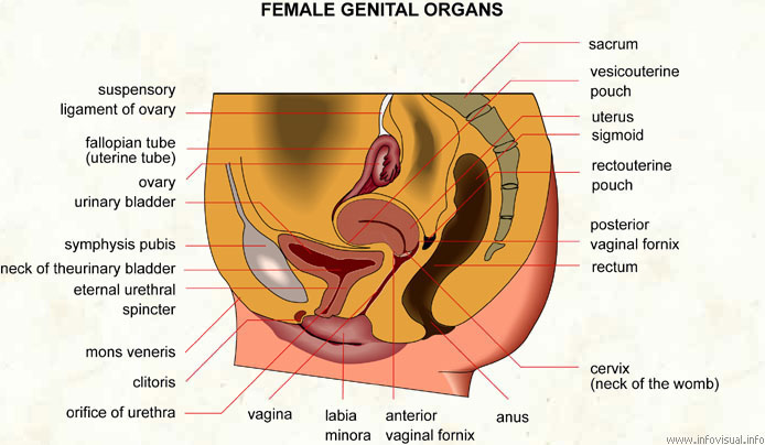 Female genital organs  (Visual Dictionary)